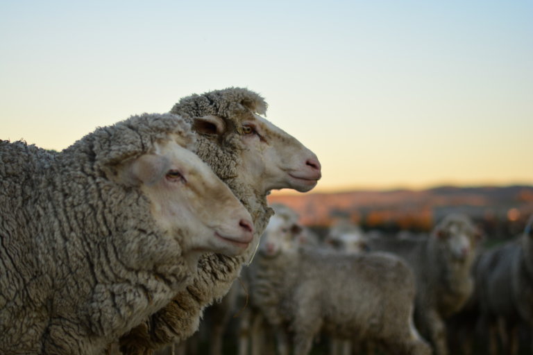 Mein Farmalltag in Australien – Schwein kraulen, Traktor fahren und Schafe scheren